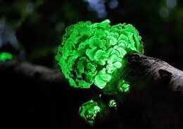 funghi bioluminescenti